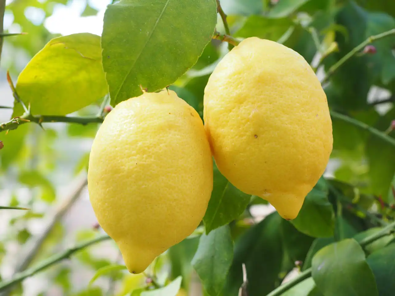 Lemon (Eureka)